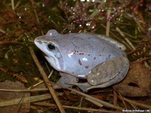 Männchen des Moorfrosches (A. Kronshage)
