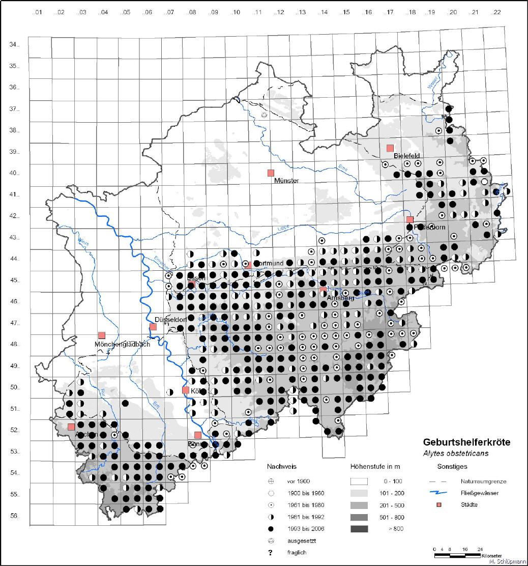 Geburtshelferkröte Alytes obstetricans