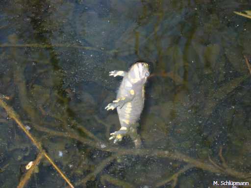 Feuersalamander