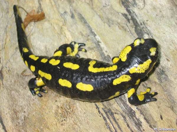 Feuersalamander