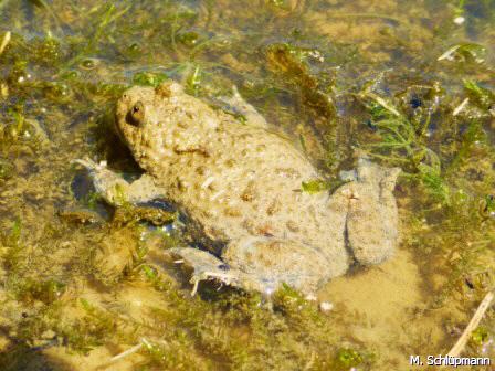 Gelbbauchunke Bombina variegata
