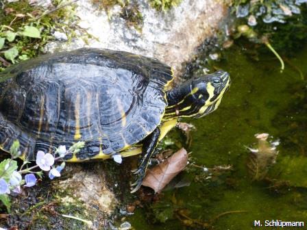 Gelbwangen-Schmuckschildkröte