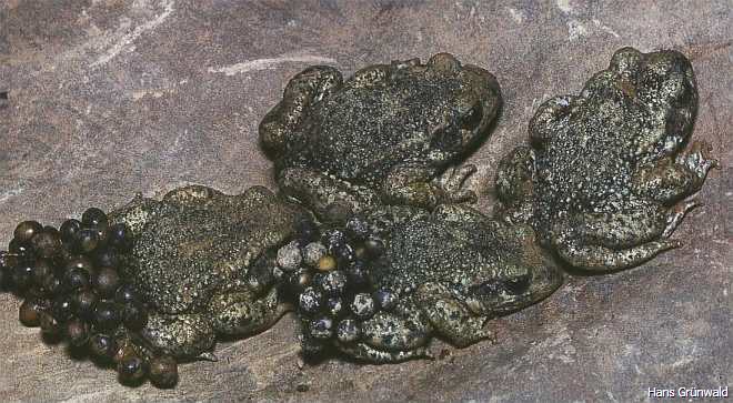 Geburtshelferkröten