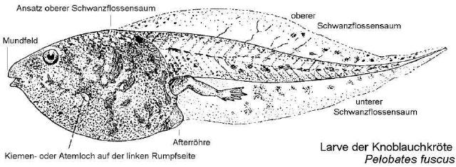 Knoblauchkröten-Larve