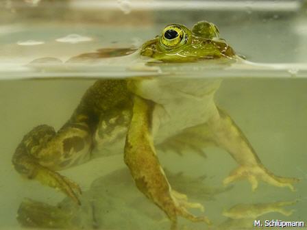 Kleiner Wasserfrosch