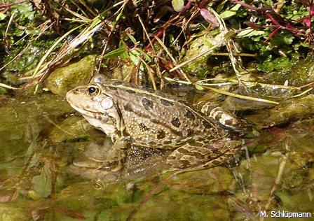 Seefrosch