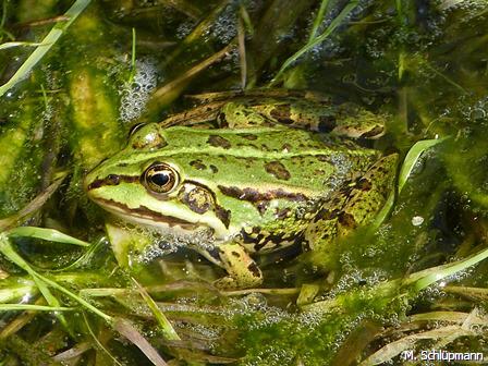 Teichfrosch