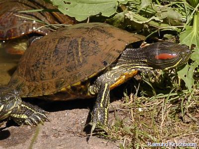 Rotwangen-Schmuckschildkröte