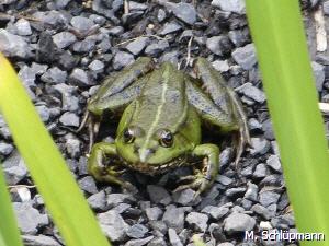 Seefrosch