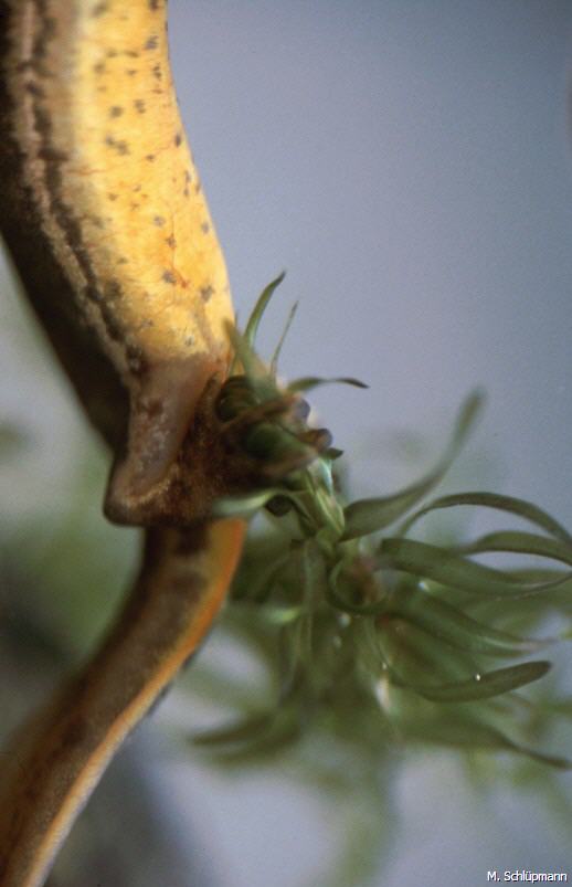 Teichmolch-Weibchen bei der Eiablage