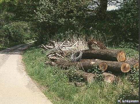 Waldeidechsen-Habitat