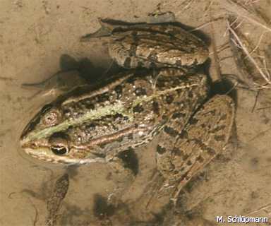 Wasserfrosch-Jungtier